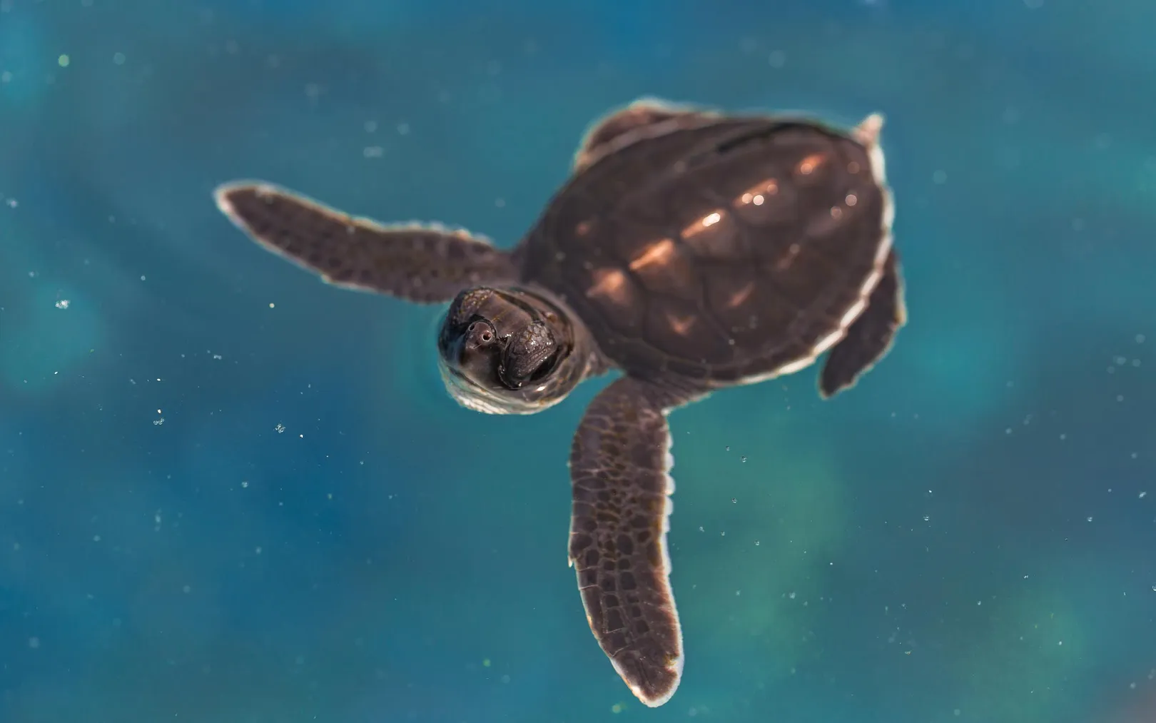 Baby Turtle in Raja Ampat