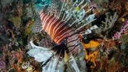 Breathtaking Reefs
