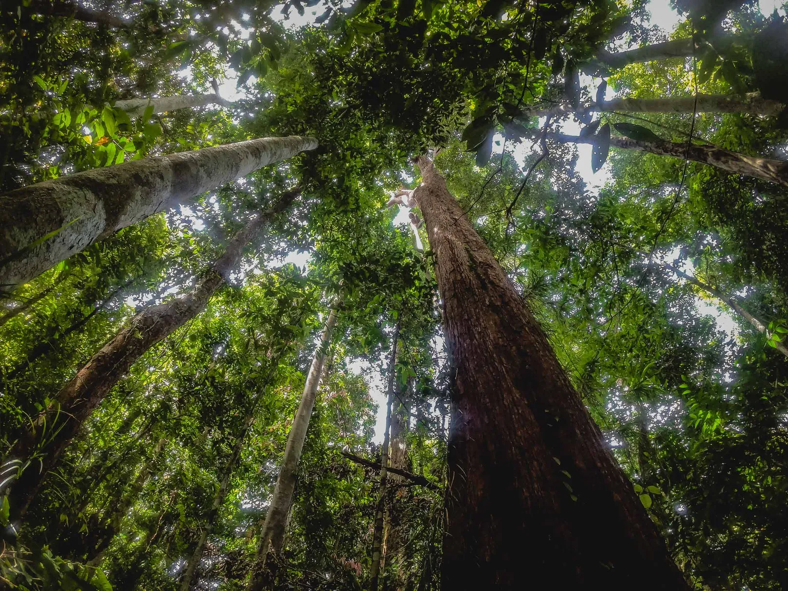Raja Ampat's pristine tropical rainforest