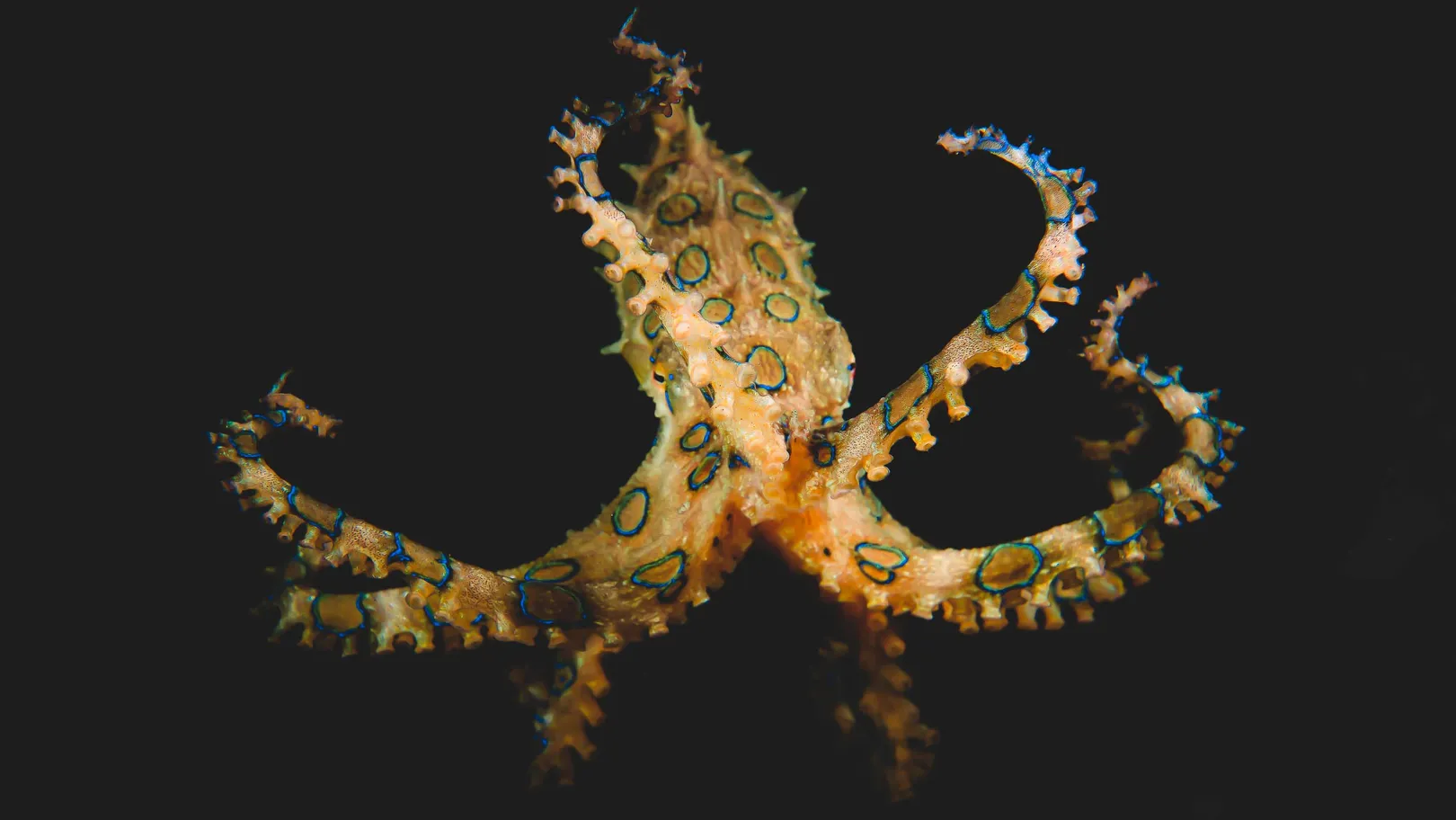 Bluering Octopus