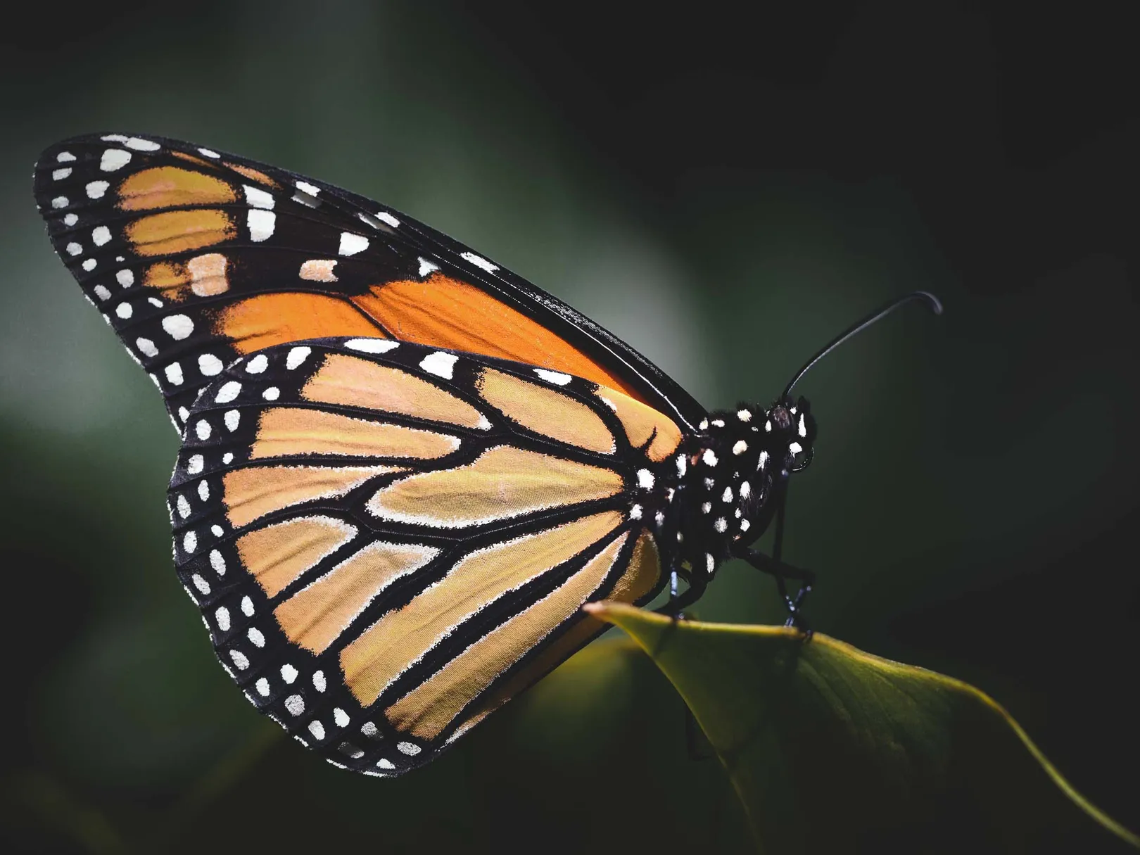 Butterfly in Raja Ampat