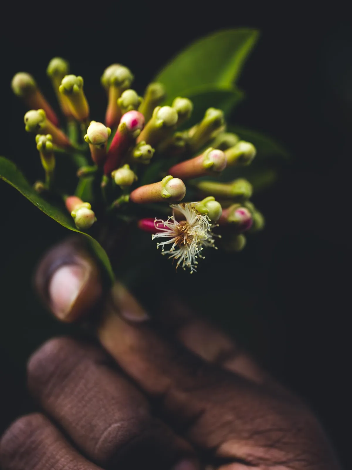 Close-up of a hand holding cloves