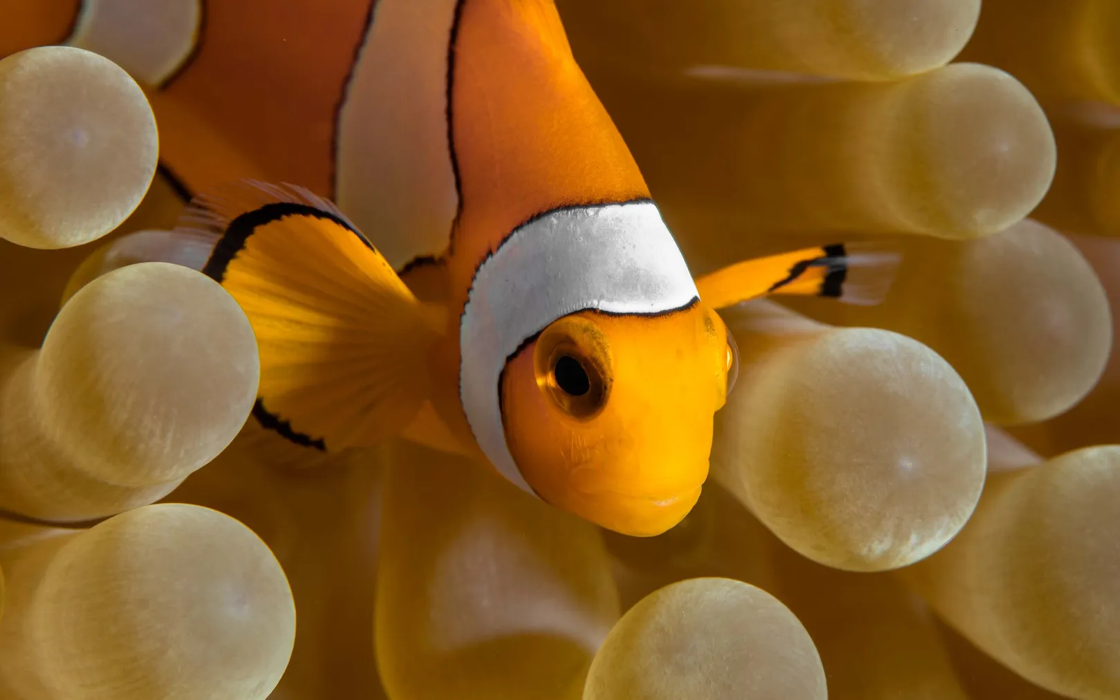 Clownfish in Raja Ampat