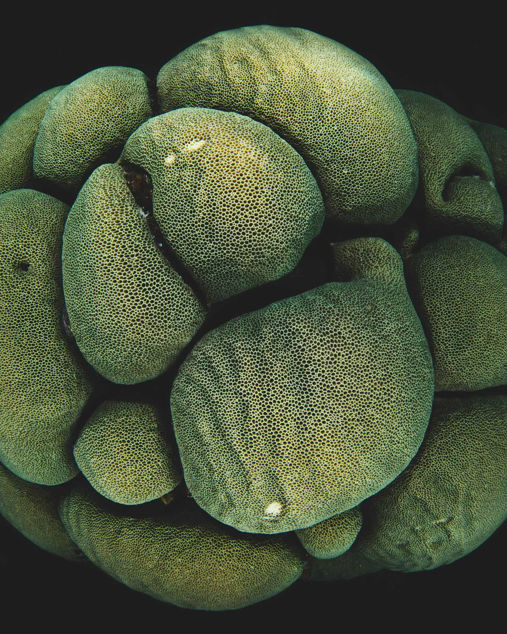 Large Coral in Raja Ampat