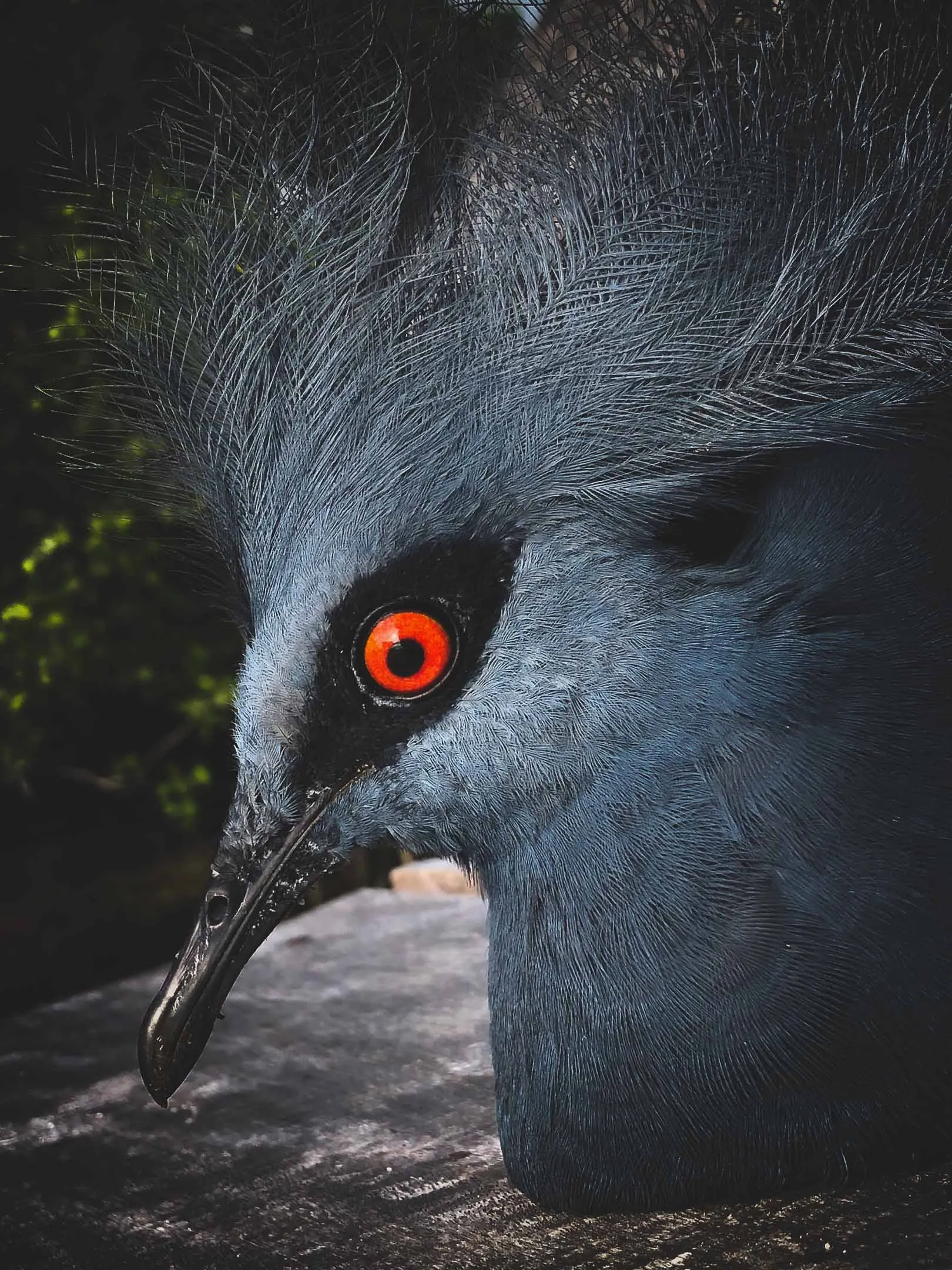 Crowned Pigeon in Raja Ampat