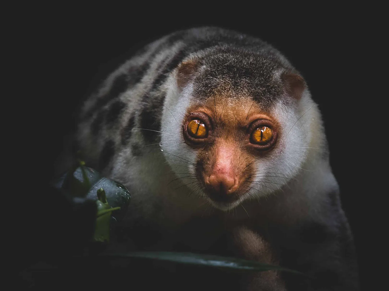 Cuscus in Raja Ampat