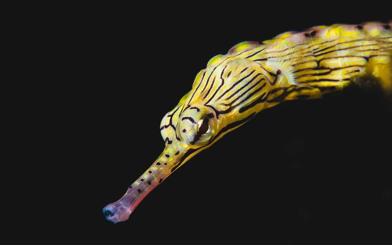 Close-up of a yellow pipefish in Raja Ampat