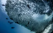 Underwater picture of a large shoal of fish in Raja Ampat