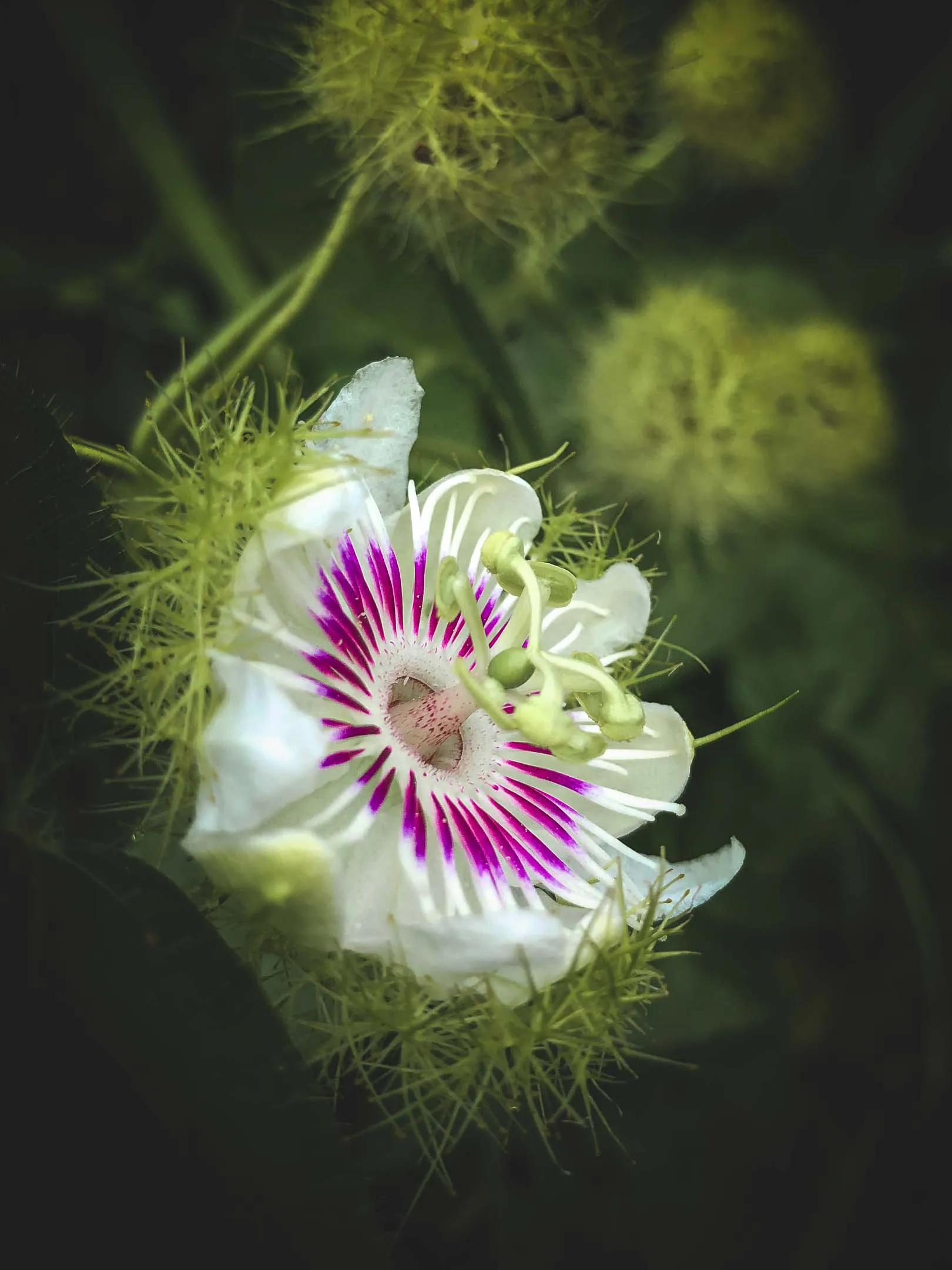 Wild Passion Fruit Flower in Raja Ampat