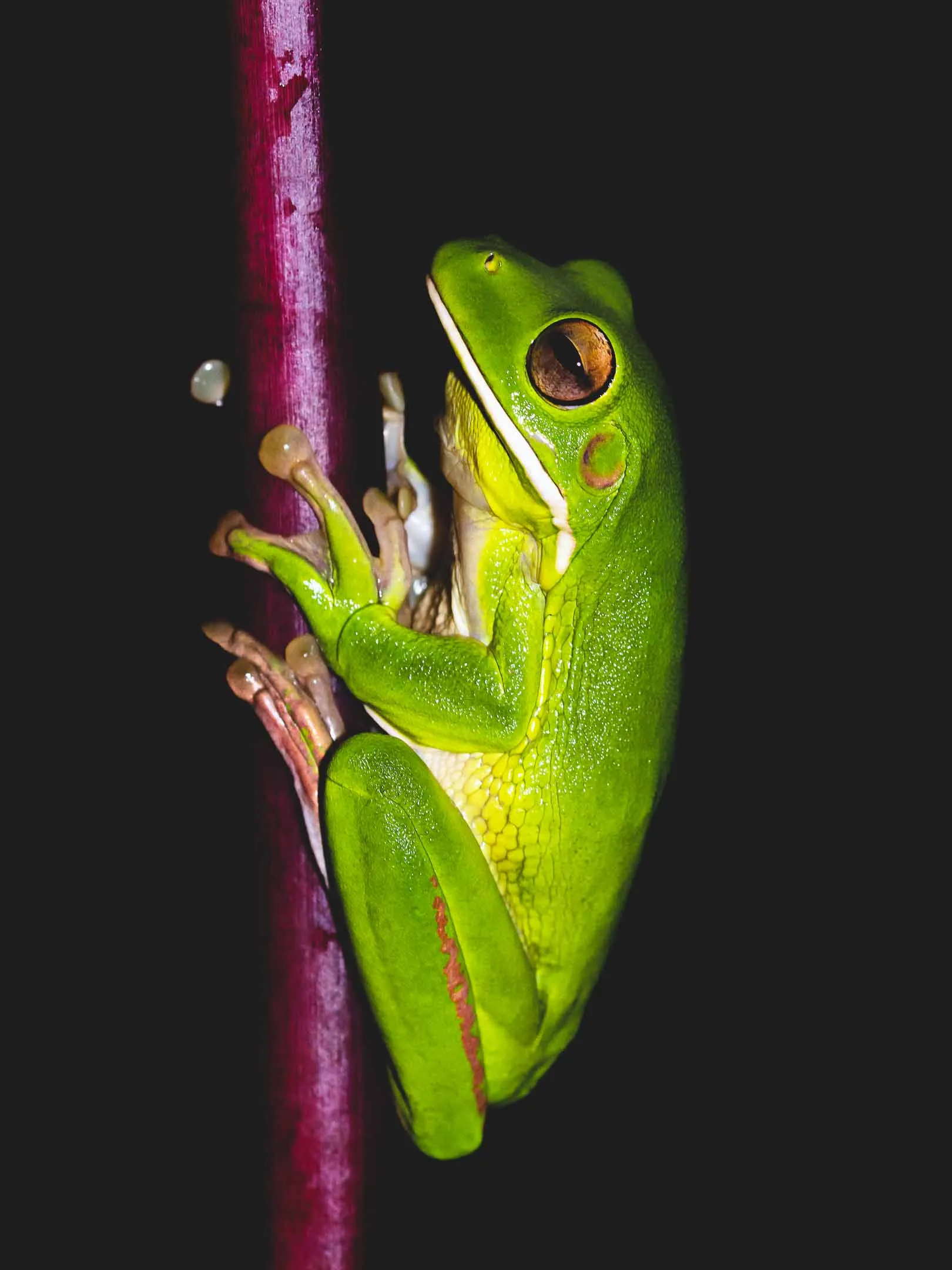 Frog in Raja Ampat
