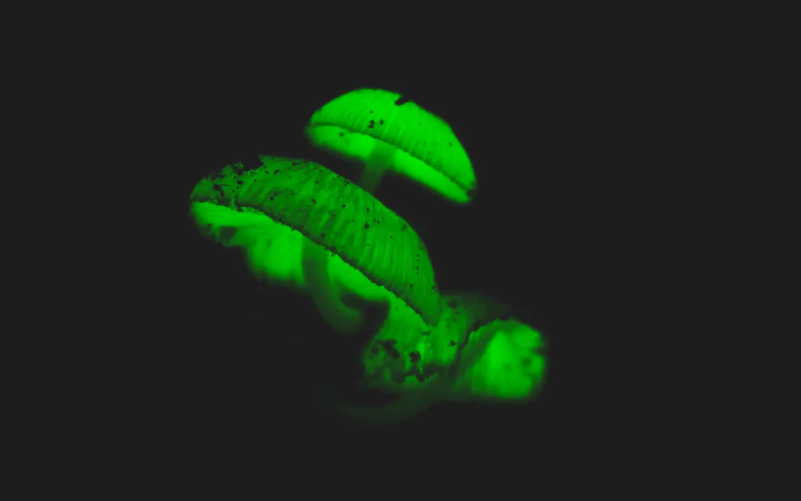 Bioluminescent Fungi in Raja Ampat