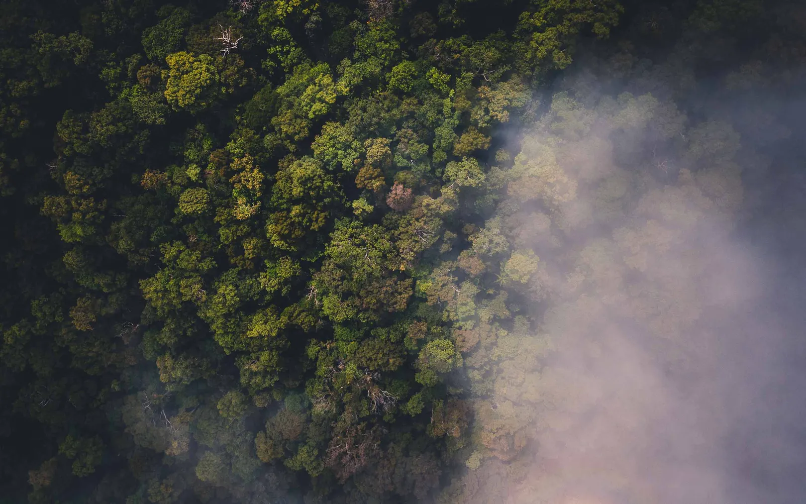Misty morning over the rainforest in Raja Ampat
