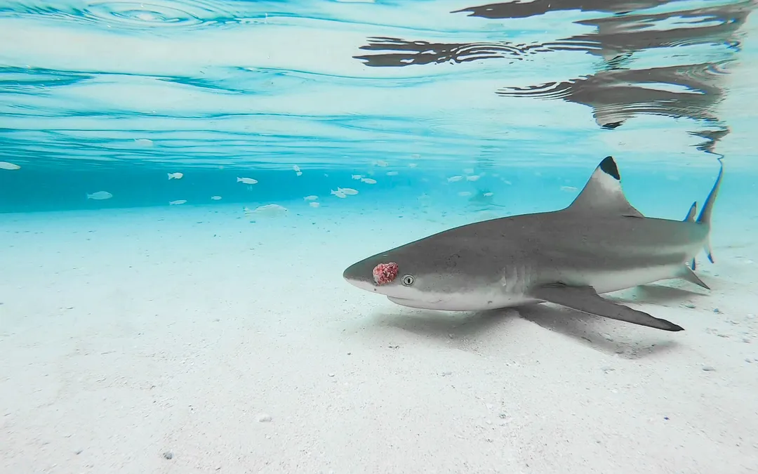 Anja & Annik in Raja Ampat — photo 8