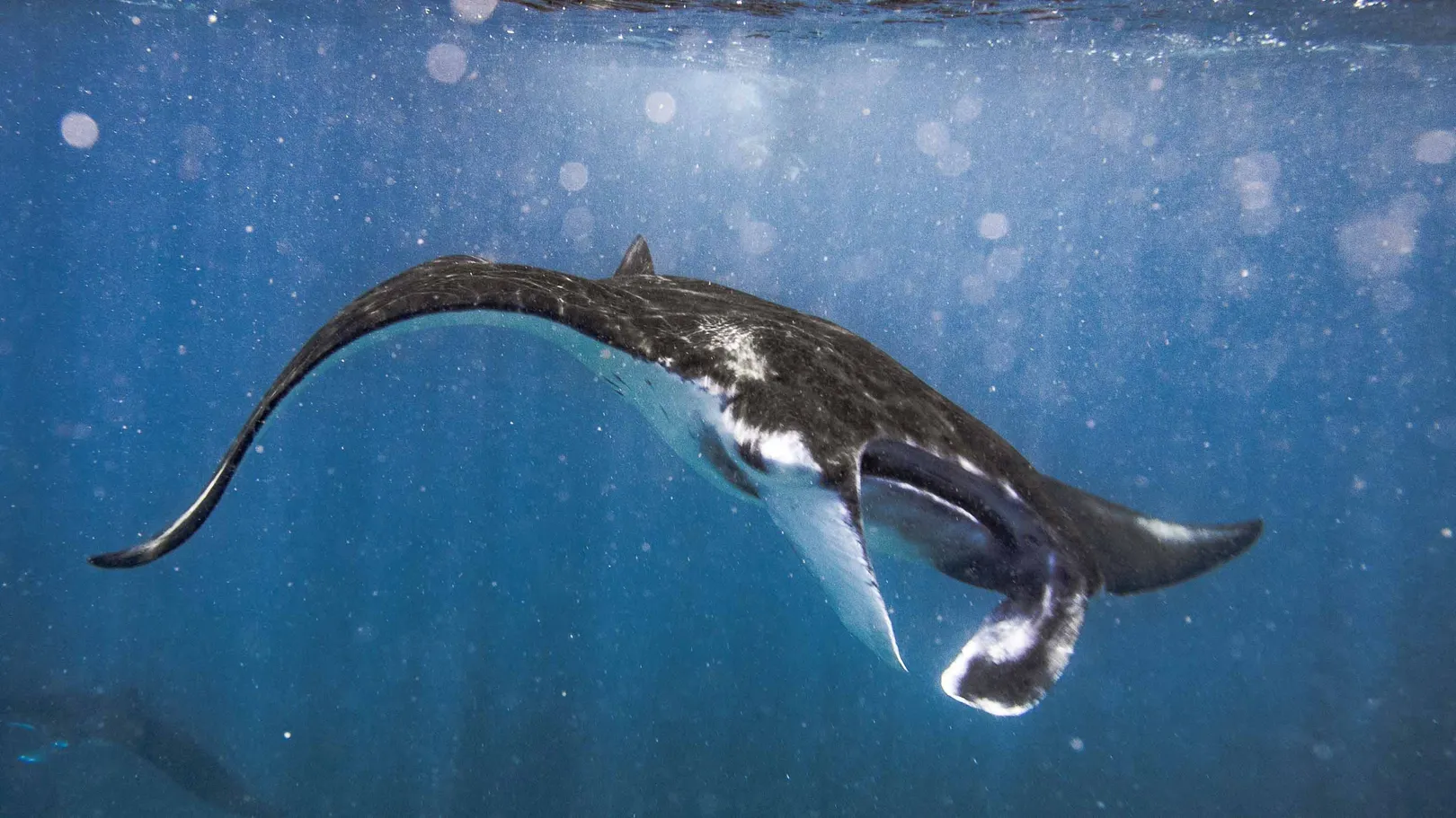 Manta in Raja Ampat