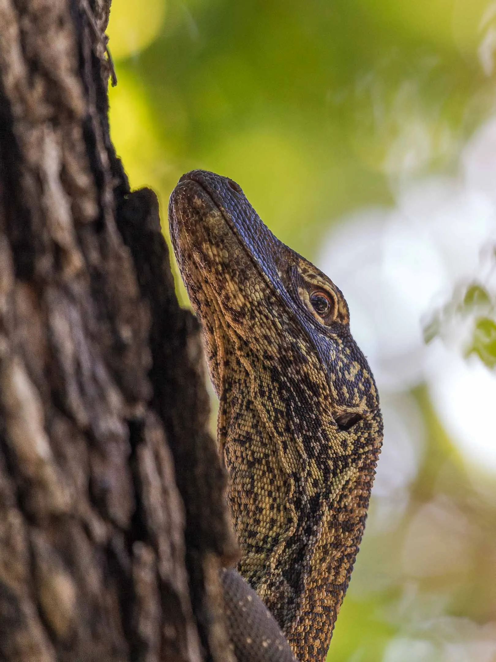 Monitor Lizard in Raja Ampat
