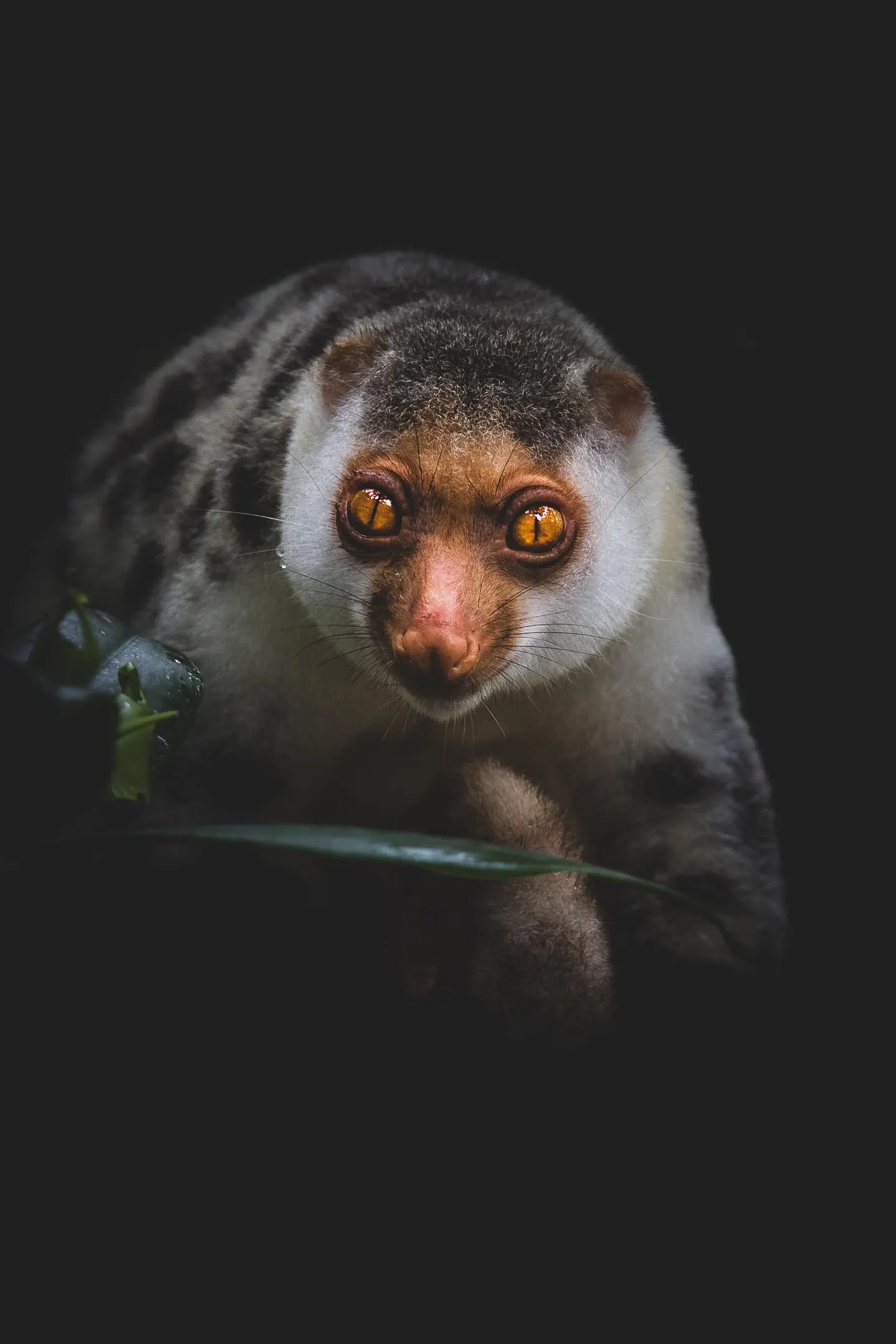 Cuscus in Raja Ampat