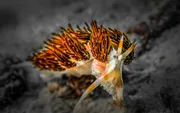 Incredible Underwater Worlds