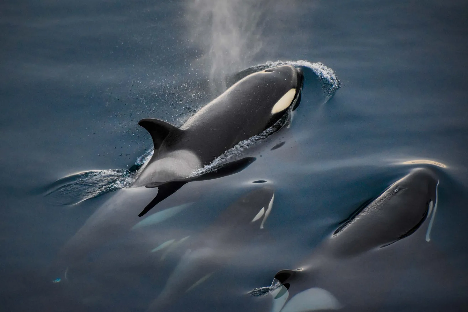 Orcas