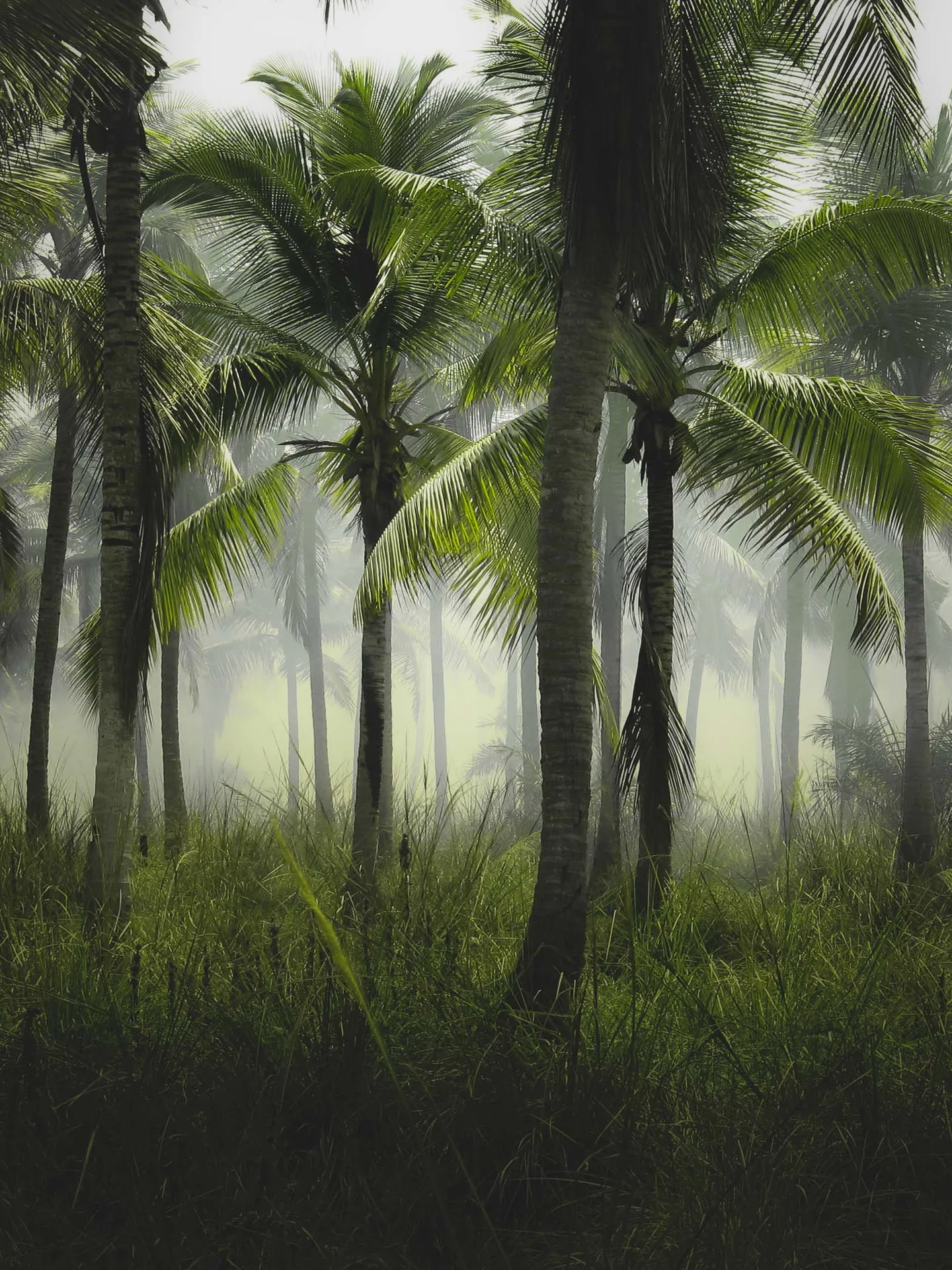 Palm trees in the mist
