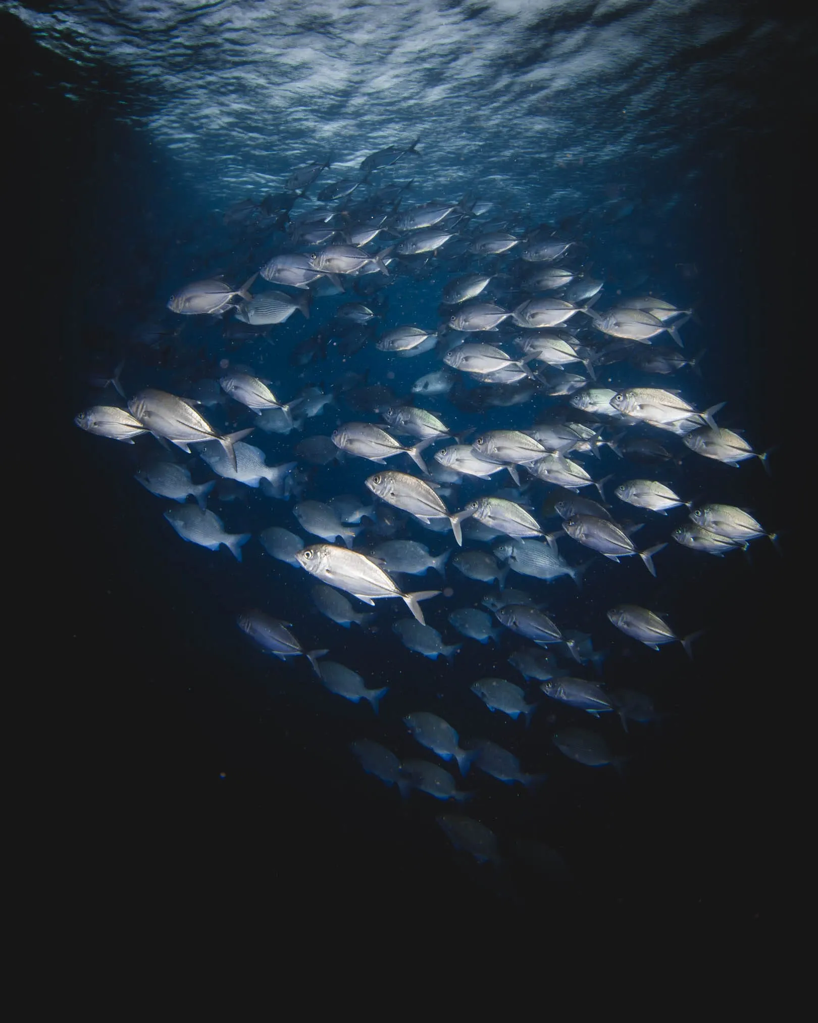 Large school of fish in Ayau, Raja Ampat