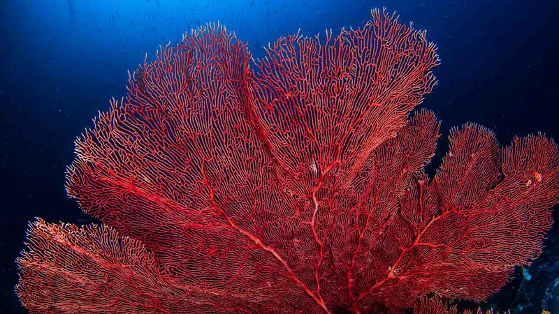 A sea fan on one of Gam island's reefs