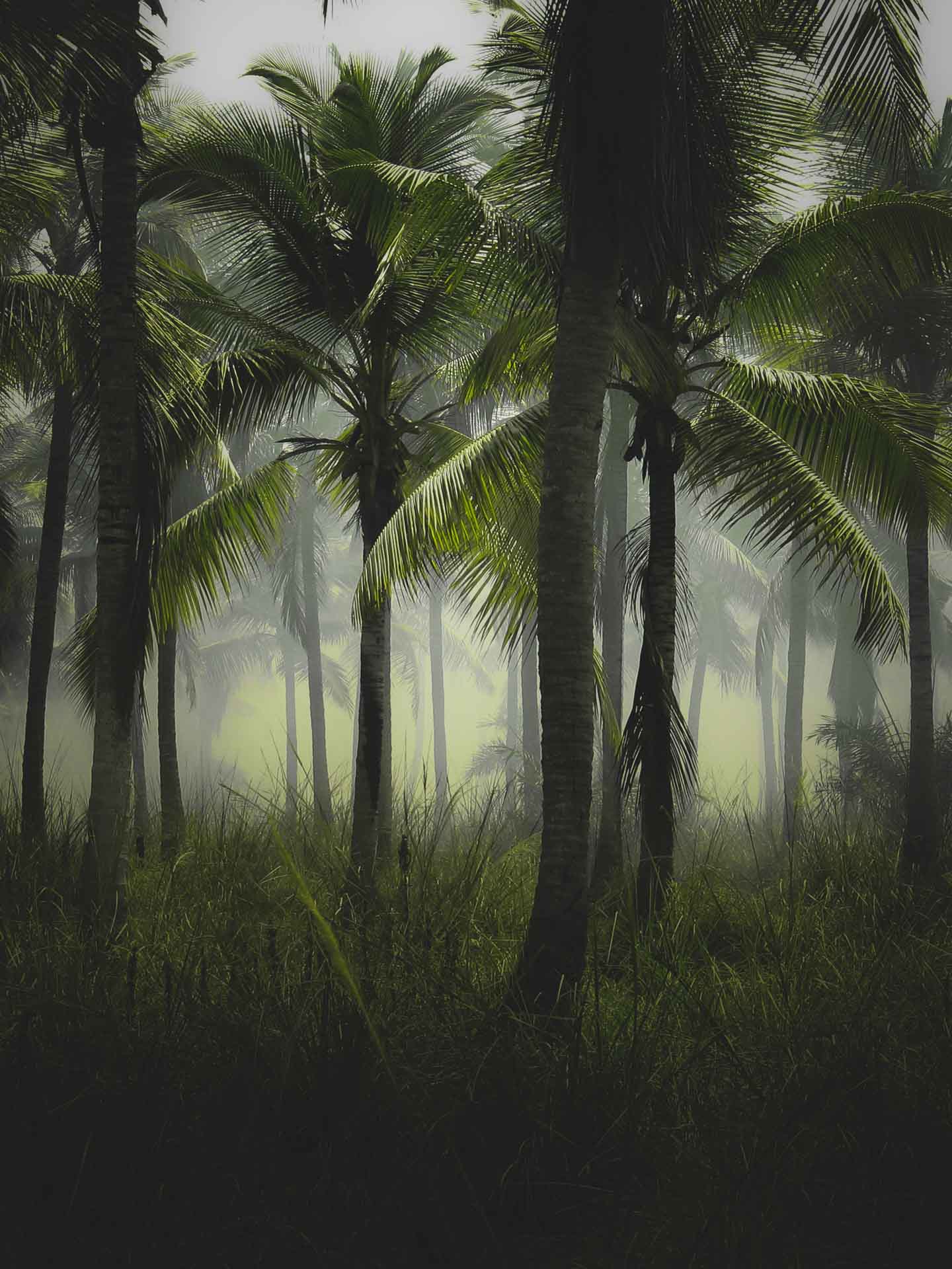 Palm trees in the mist