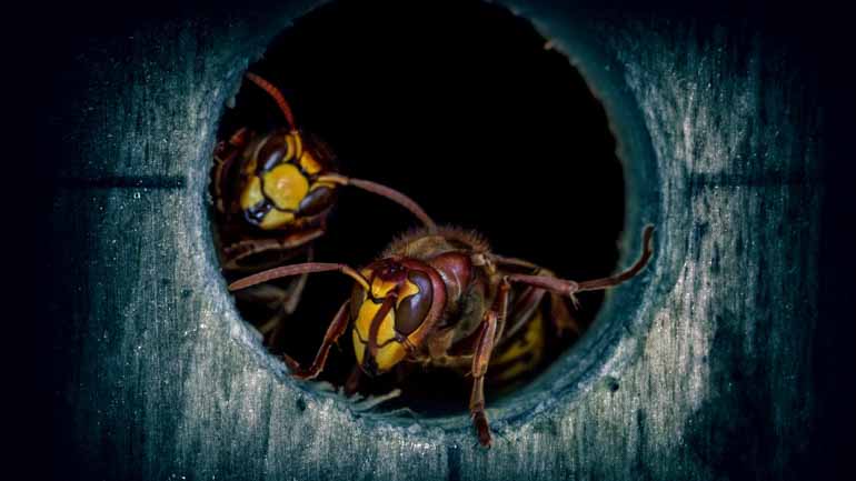 Wasps and other insects are common in Raja Ampat