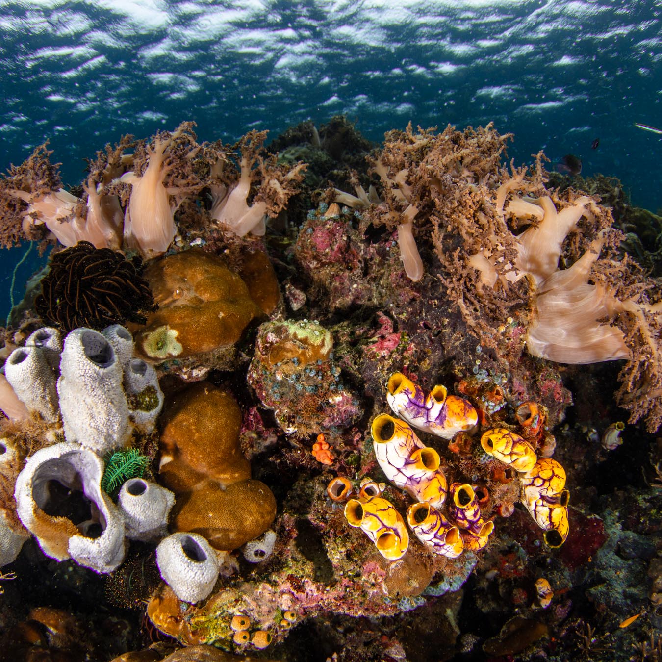 Colourful reefs surrounding Ayau islands in Raja Ampat