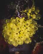 Colourful reefs found around Ayau islands