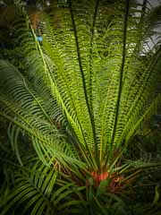 A large fern on Ayau island