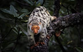 A cuscus on a tree branch in Raja Ampat