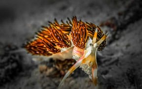 Incredible Underwater Worlds