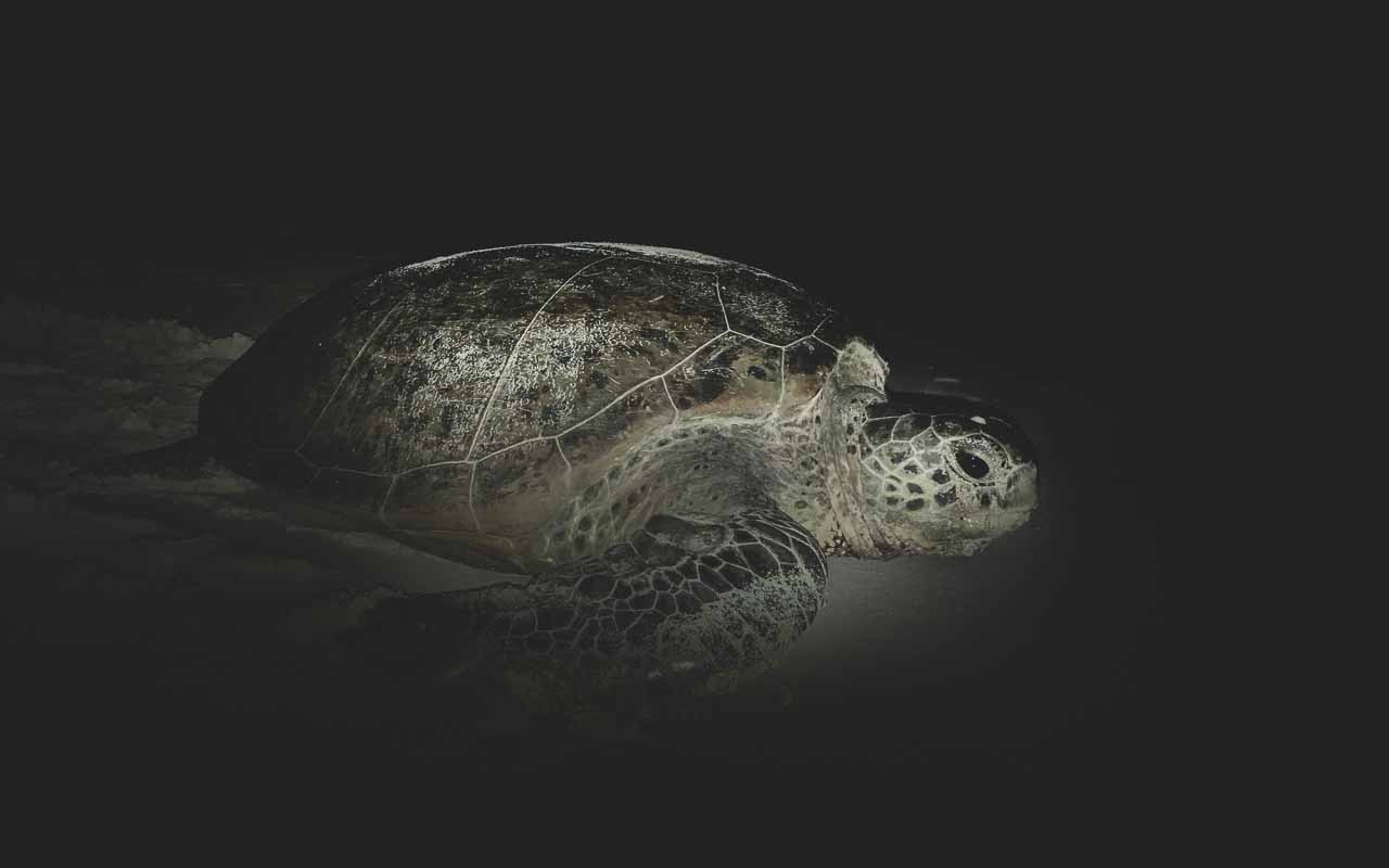 A green turtle on the beach for nesting
